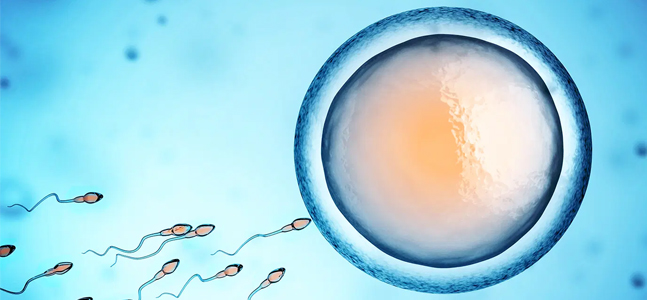 FELLOWSHIP IN REPRODUCTIVE MEDICINE