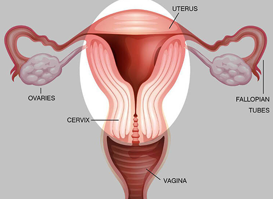 Removal of the Uterus(Laparoscopic Hysterectomy)